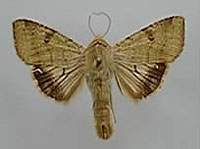 Helicoverpa zea ok1.jpg