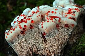 Hydnellum ferrugineum.jpg