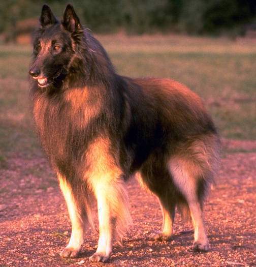 Archivo:Pastor belga tervueren.jpg