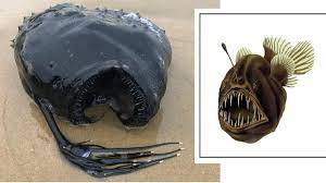 Pez diablo negro.jpg