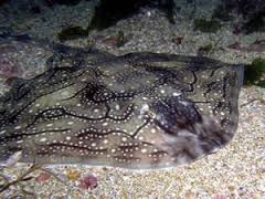 Raya de p balncos.jpeg