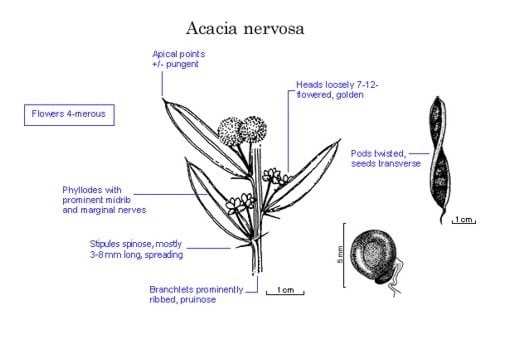 Archivo:Acacia nervosa 2.jpg