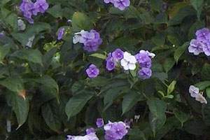 Brunfelsia Grandiflora.jpg