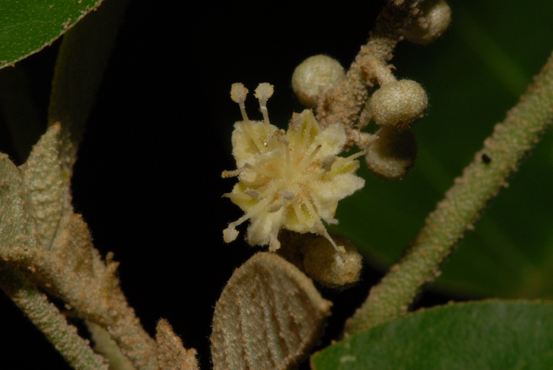 Archivo:Croton haumanianus 1.jpg