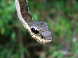 Hemeroplanes triptolemus).jpeg