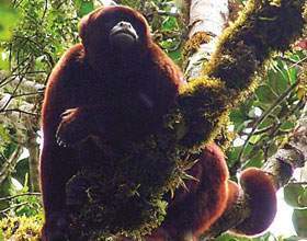 Mono Choro de cola amarilla.jpg