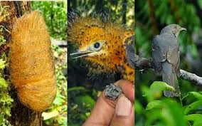 Archivo:Plañidera cenicienta12.jpg