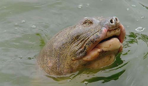 Archivo:Tortuga-rara2.jpg