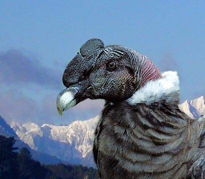 Archivo:Condor macho01.jpg