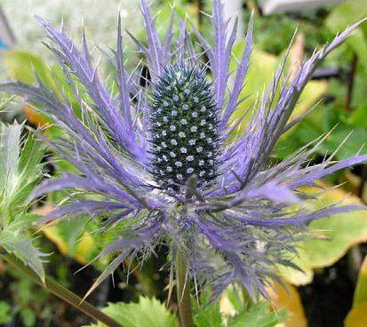 Archivo:Eryngium alpinum BlueStar5.jpg