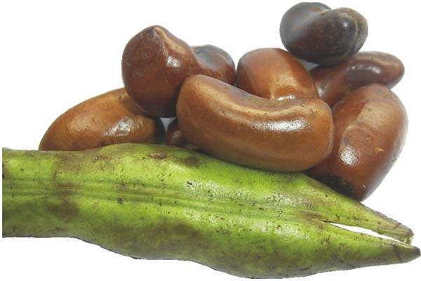 Archivo:Fruto Erithrina Edilus.jpg