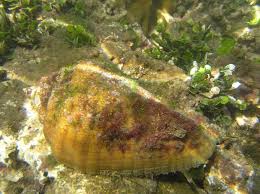 Strombus galeatus.jpg