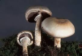 Agaricus fissuratus.jpg