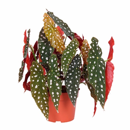 Begonia Maculada - EcuRed