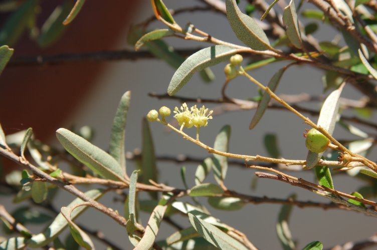 Archivo:Croton androiensis 2.jpg