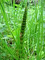 Equisetum telmateia 2.jpeg