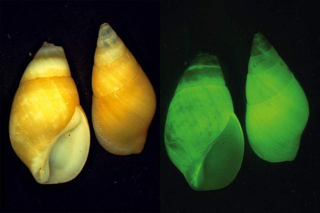 Archivo:Hinea brasiliana.jpg