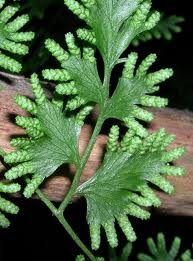 Lygodium Japonicum.jpeg