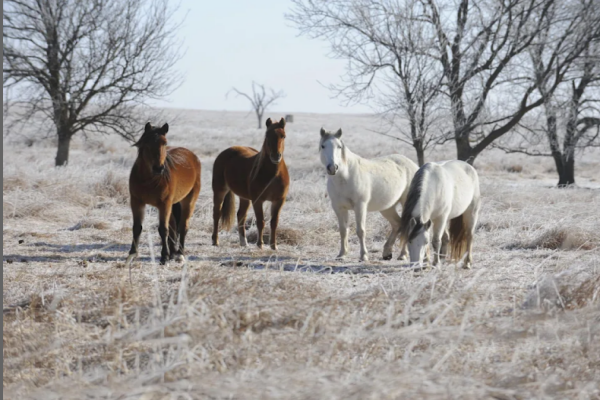 Archivo:Mejores razas de caballos.png