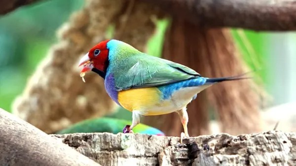 Archivo:Pinzon de gouldian erythrura gouldiae.jpg