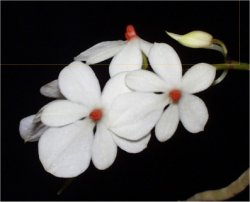 Aerangis luteo alba.jpg