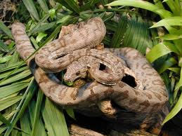 Corallus hortulanus.jpeg