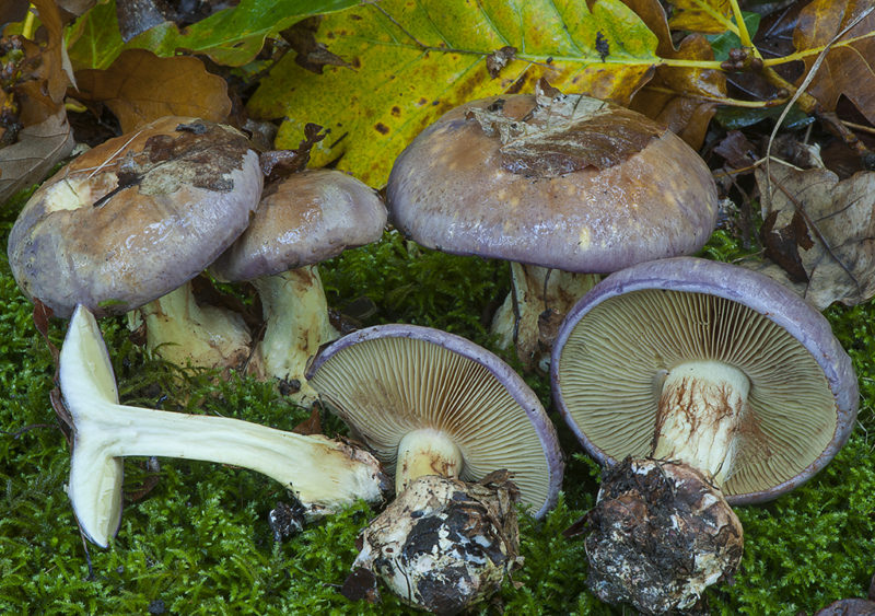 Archivo:Cortinarius xanthophyllus.jpg