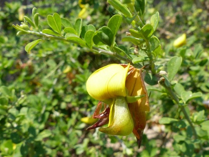 Archivo:Crotalaria monteiroi 2.jpg