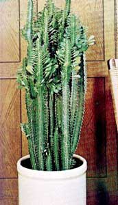 Euphorbia-trigona.jpg