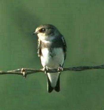 Archivo:Golondrina Barranquera.jpg