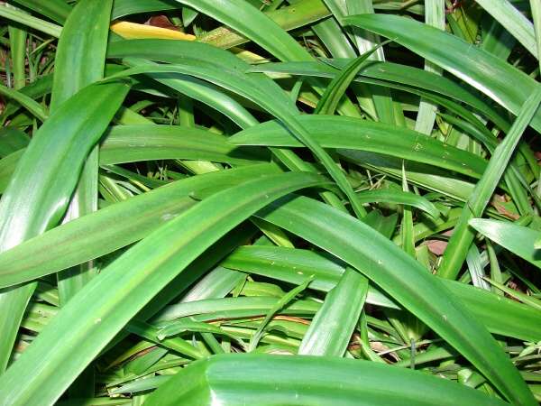 Archivo:Hippeastrum striatum hojas.jpg