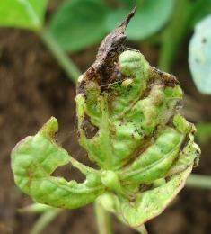 Archivo:A.ipomoeae Dhoja.jpg