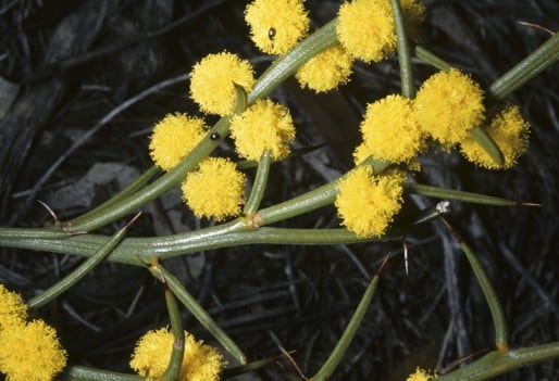 Archivo:Acacia inamabilis 2.jpg