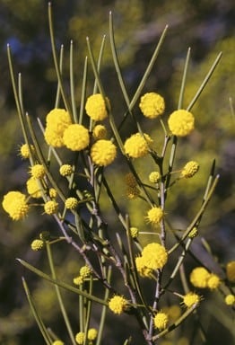 Archivo:Acacia longispinea 1.jpg