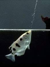 Archer fish shooting.jpg