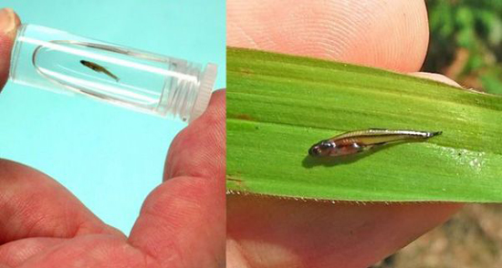 Archivo:Carpa Paedocypris.jpg