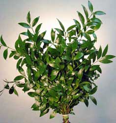 Podocarpus-nagi-bonsai.jpg