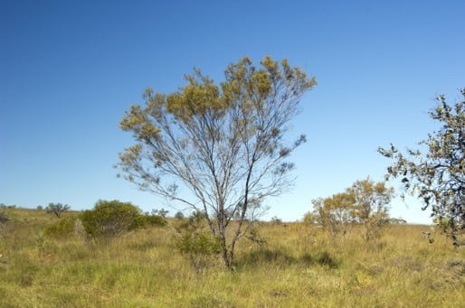 Archivo:Acacia eriopoda 2.jpg