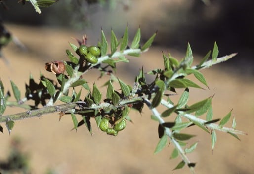 Archivo:Acacia lanceolata 2.jpg