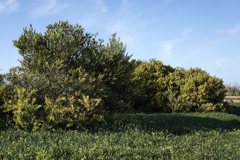 Archivo:Acacia longifolia.jpg