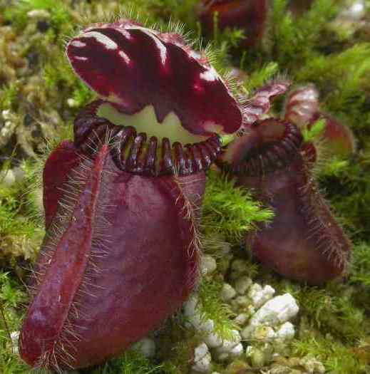 Cephalotus follicularis HMZ×SOHG Cephalotus follicularis HMZ×SOHG cephalotus_follicularis-1.jpg