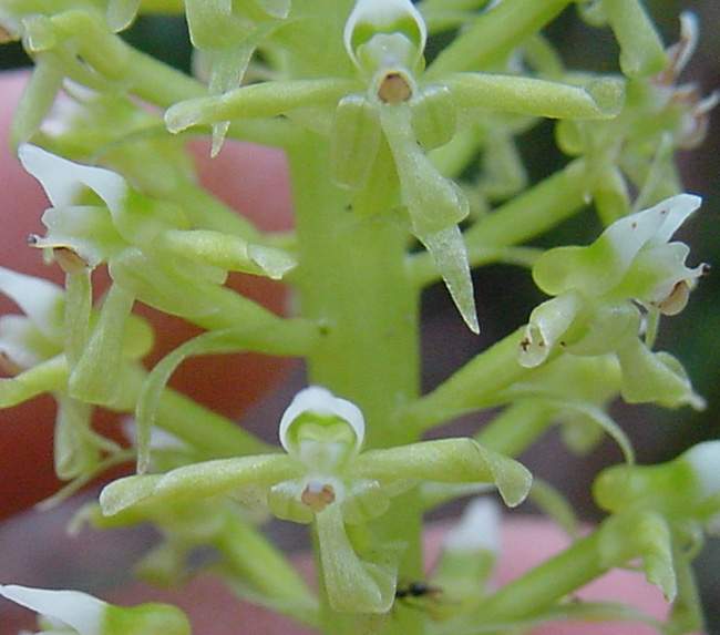 Archivo:Cranichis antioquiensis.jpg