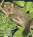 Archivo:Galago enano 12.jpeg