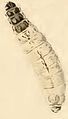 68px-Nemophora metallica larva.JPG