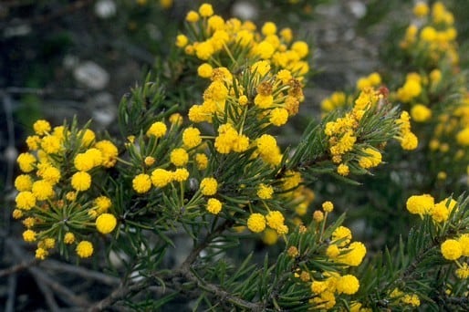 Archivo:Acacia lachnophylla 2.jpg