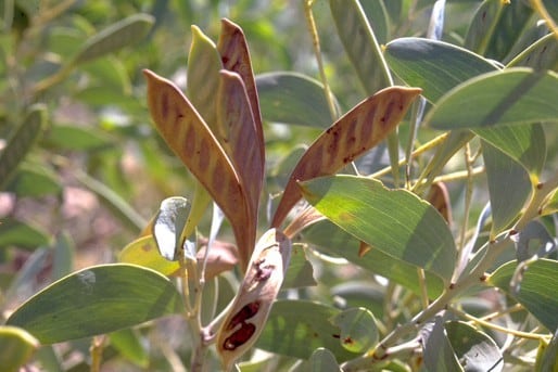 Archivo:Acacia limbata 1.jpg