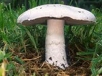 Amanita verna.jpg