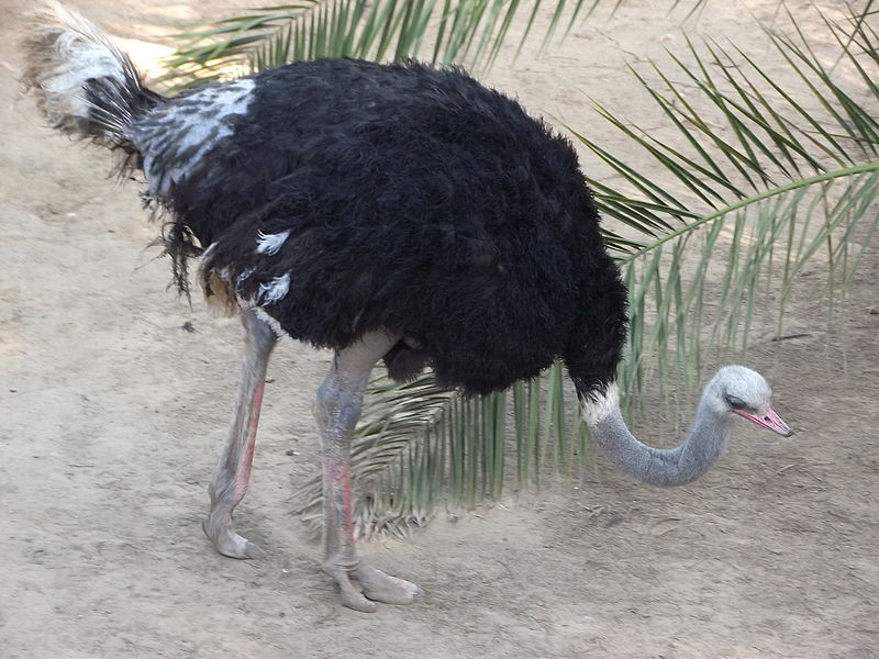 Archivo:Avestrúz, Quilpué.jpg
