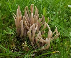 Clavaria fumosa.jpg