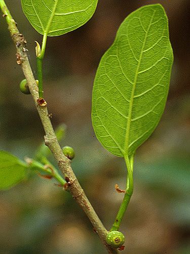 Archivo:Ficus calyptroceras hojas.jpg